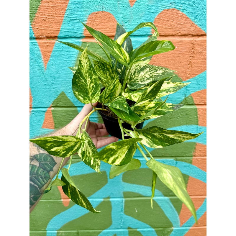 6 Epipremnum pinnatum ‘Yellow Sunrise’