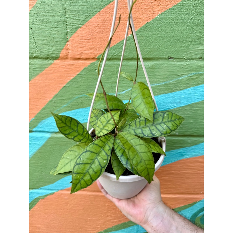 6 Hoya callistophylla hanging basket