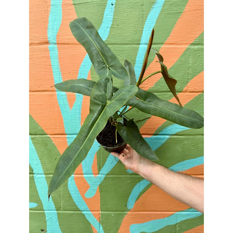6 Philodendron atabapoense