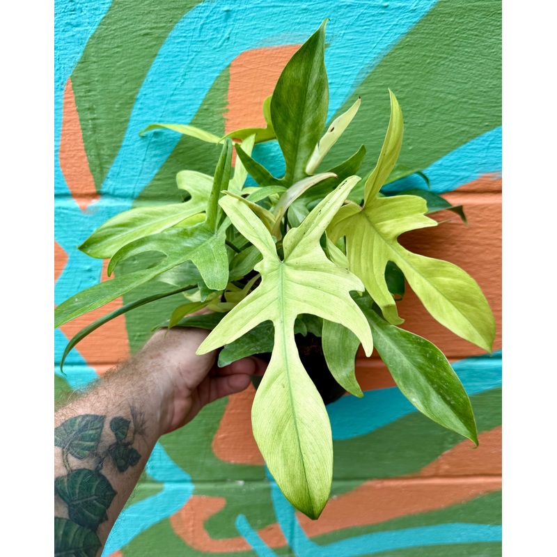 6 Philodendron ‘Florida Ghost’