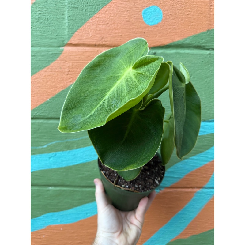 6 Philodendron rugosum