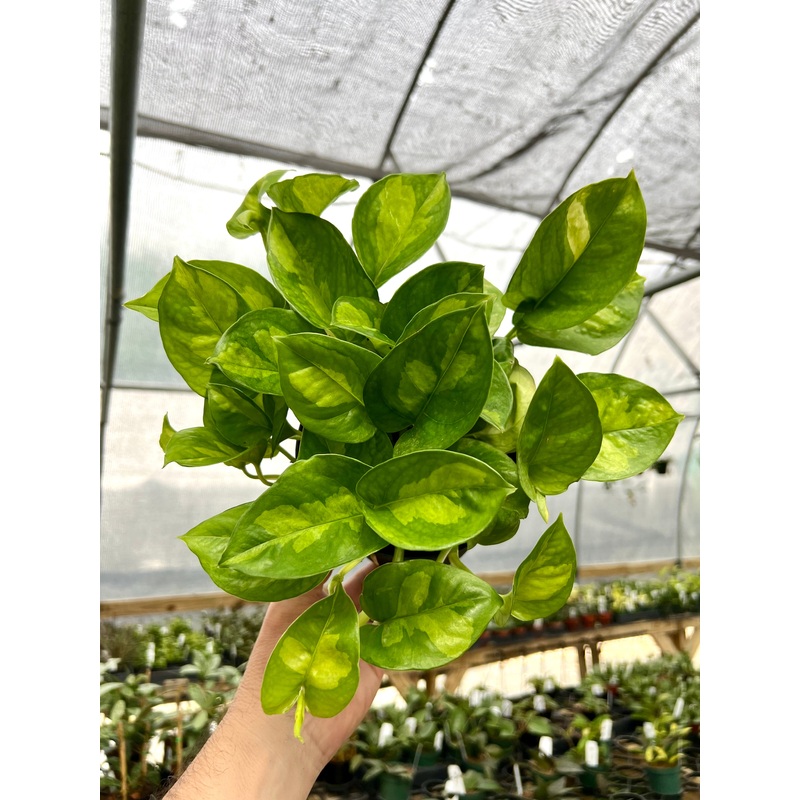 6 Pothos ‘Global Green’