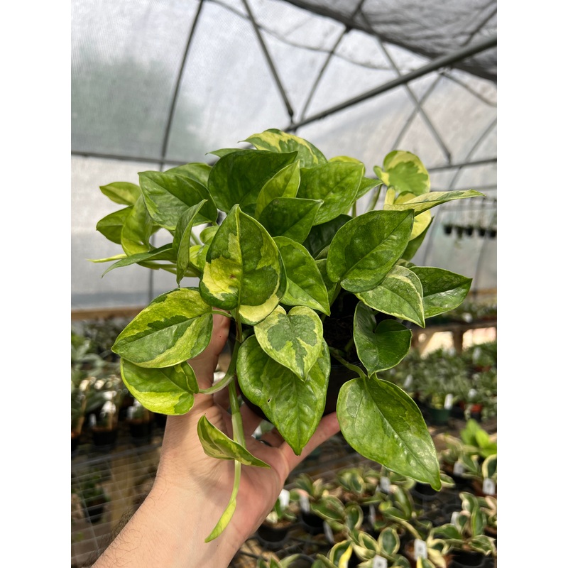 6 Pothos ‘Lemon Meringue’