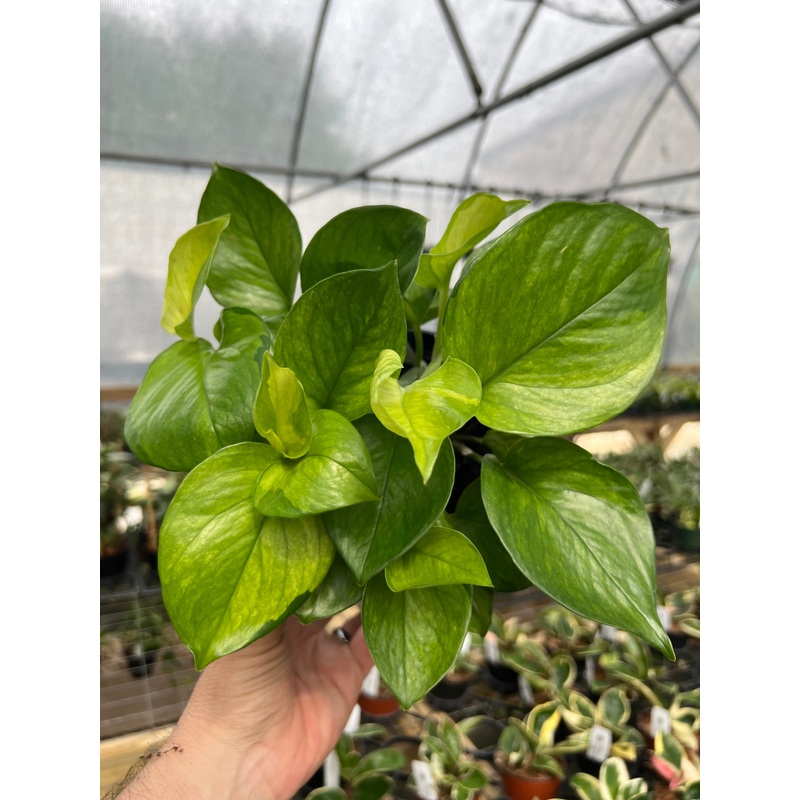 6 Pothos ‘Lemon Top’