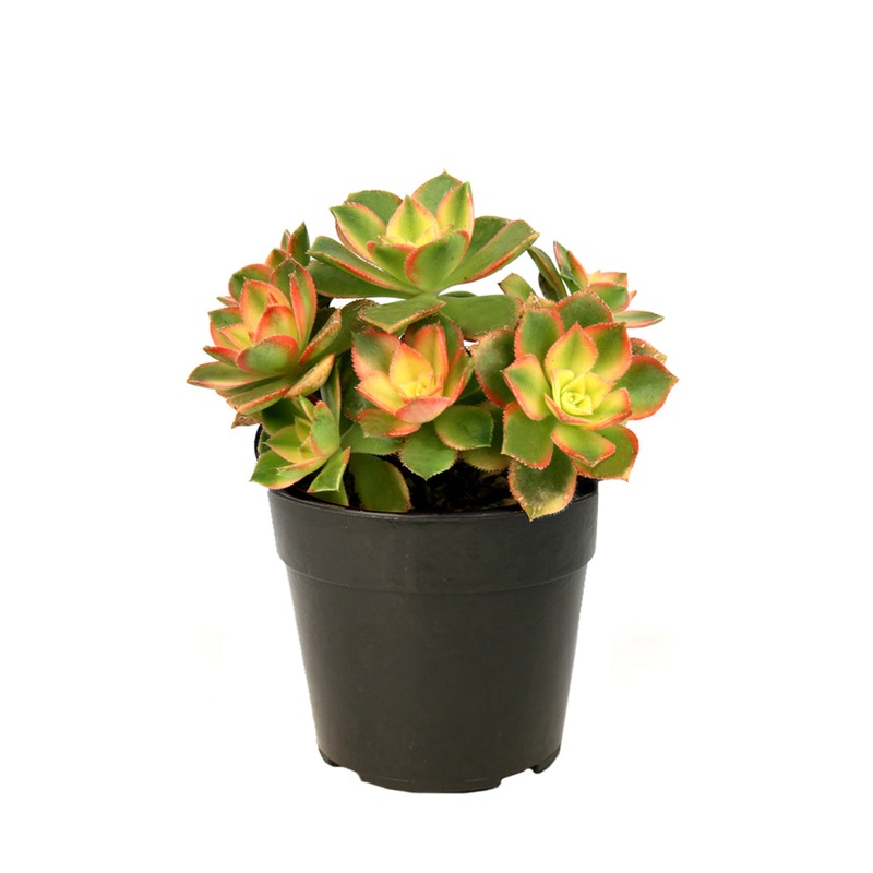 Aeonium percarneum ‘Kiwi’ – 3.5