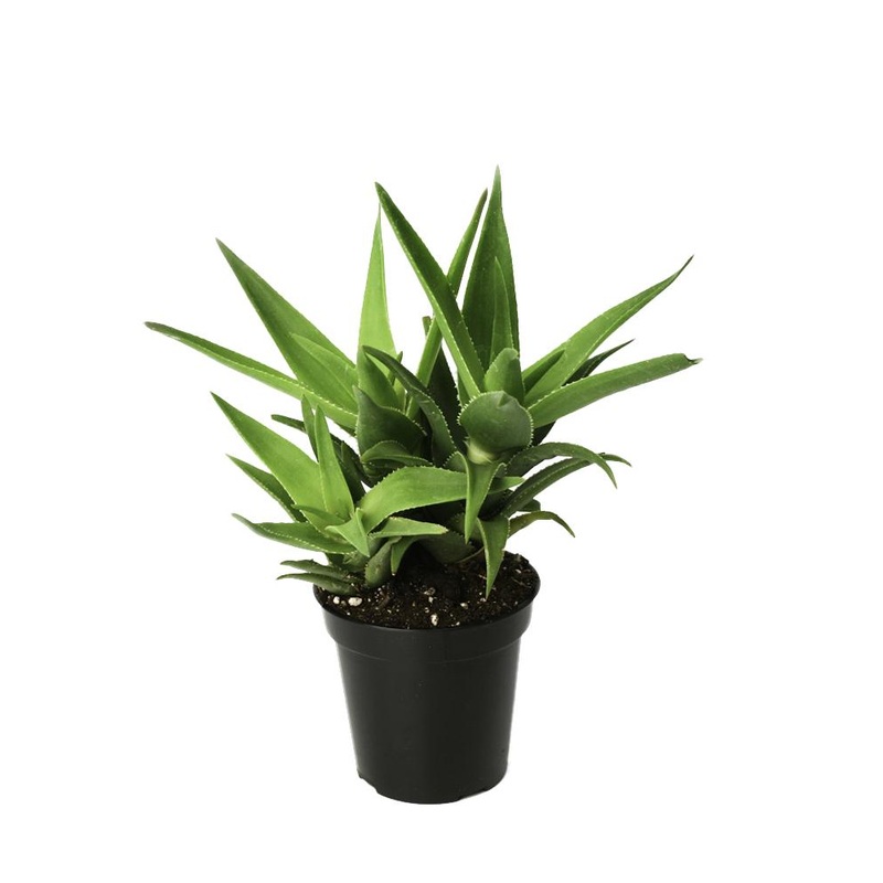 Aloe ciliaris Climbing Aloe – 3.5