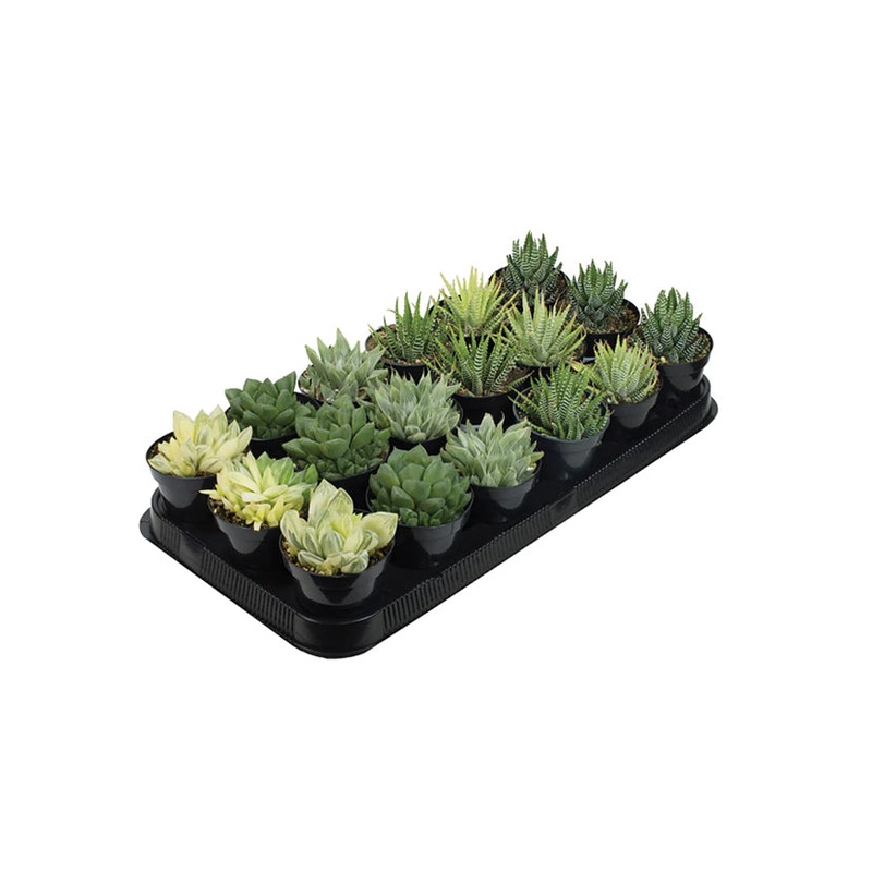 Assorted fasci Tray – 3.5