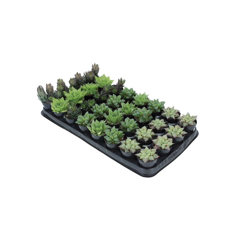 Assorted Haworthia  – 2.5