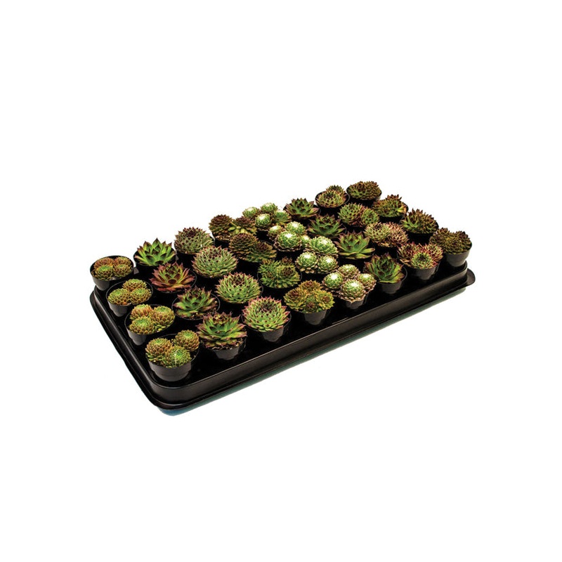 Assorted Sempervivum Tray – 2.5