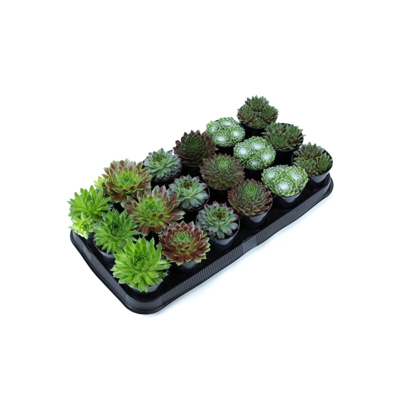 Assorted Sempervivum Tray – 3.5
