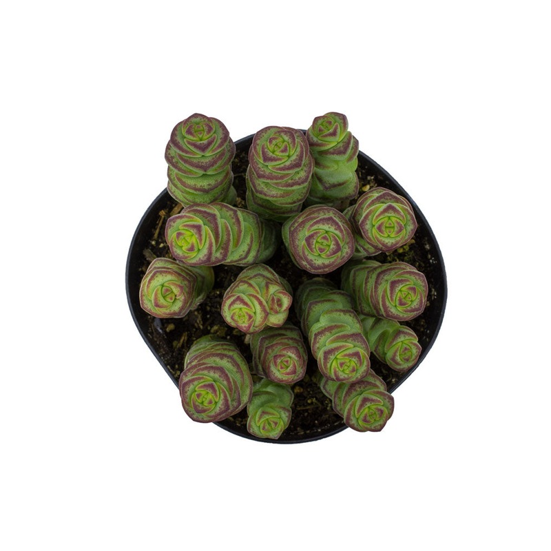 Crassula ‘Baby’s Necklace’ – 3.5