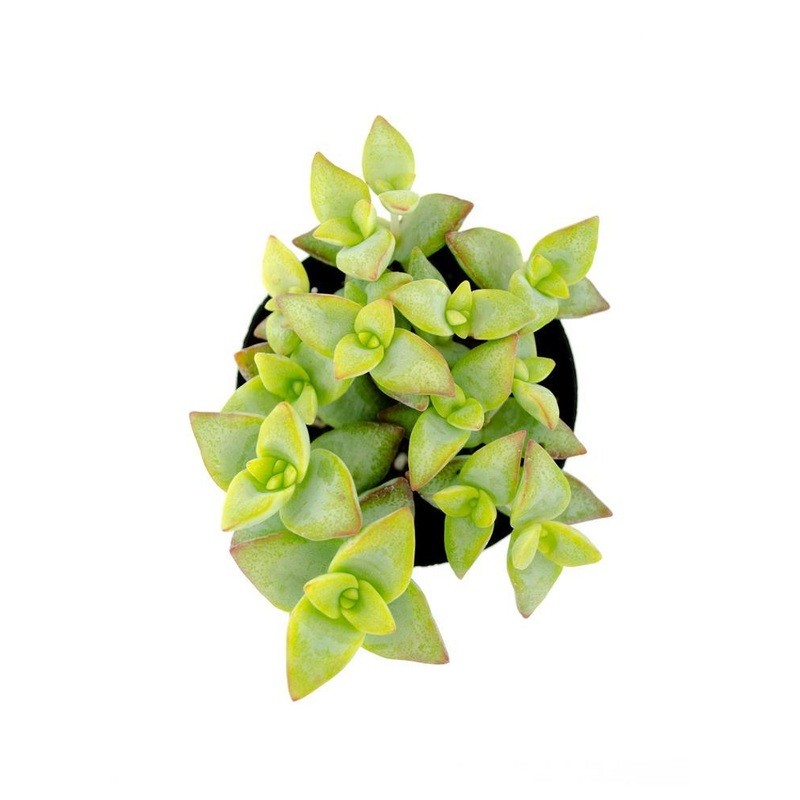 Crassula conjuncta – 2.5