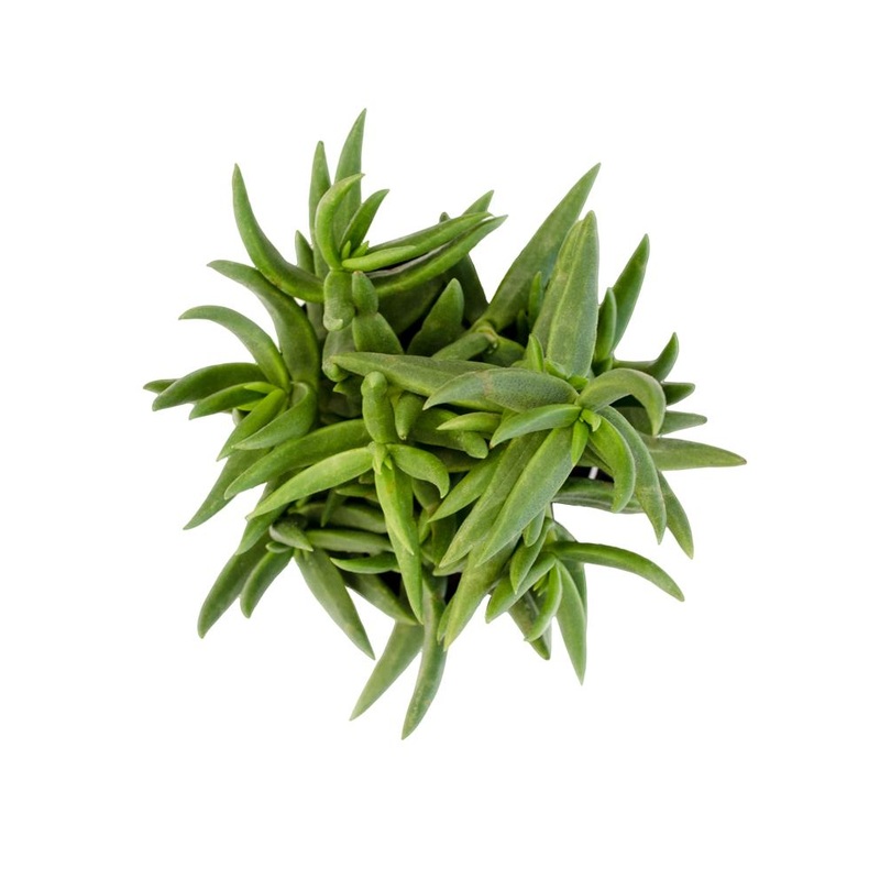 Crassula tetragona Mini Pine Tree – 2.5