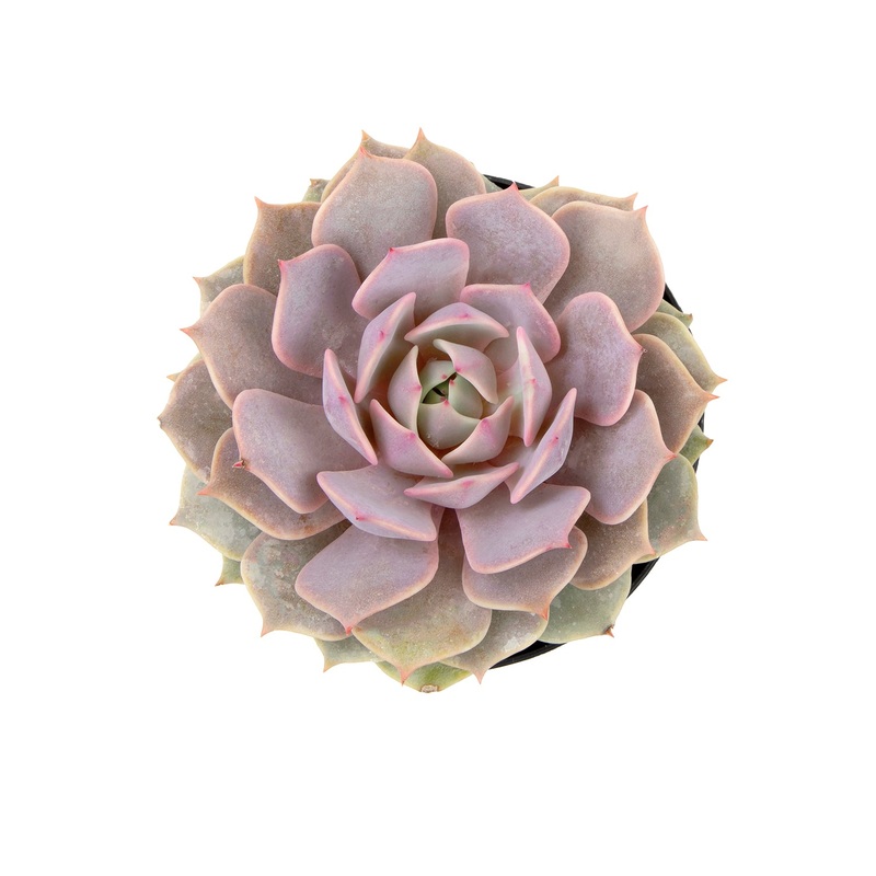 Echeveria ‘Angel Kissed’ PP33,617 – 2.5