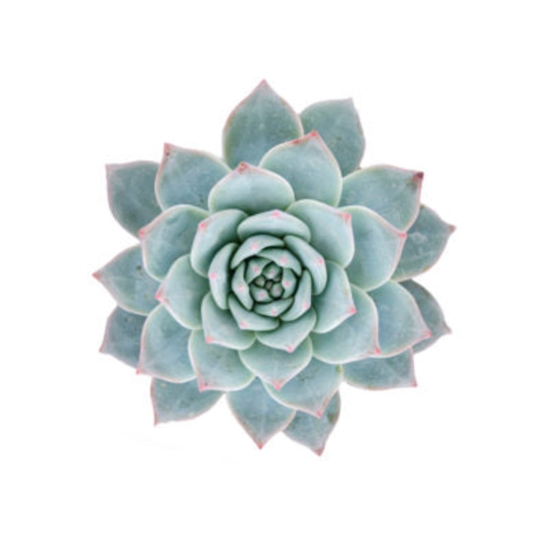 Echeveria ‘Blue Bird’ – 2.5