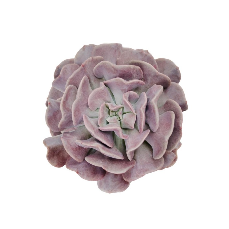 Echeveria ‘Cubic Frost’  USPP27,527 – 2.5