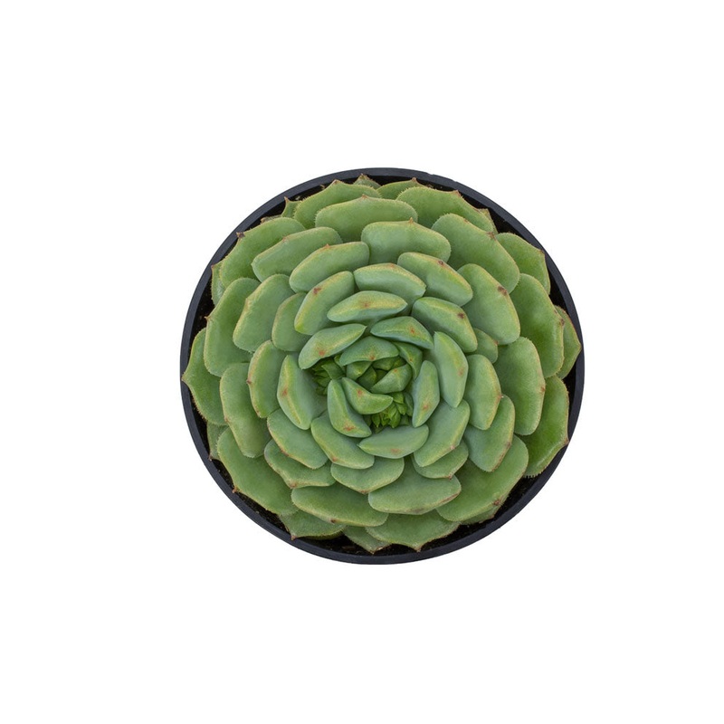 Echeveria ‘Dondo’ – 3.5