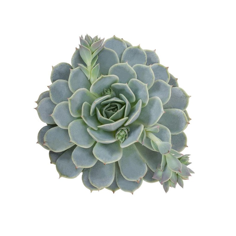 Echeveria Fleur Blanc – 2.5