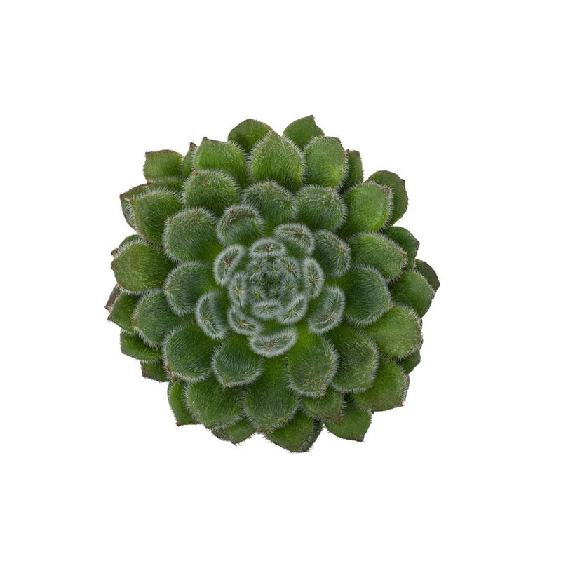 Echeveria setosa ciliata – 2.5