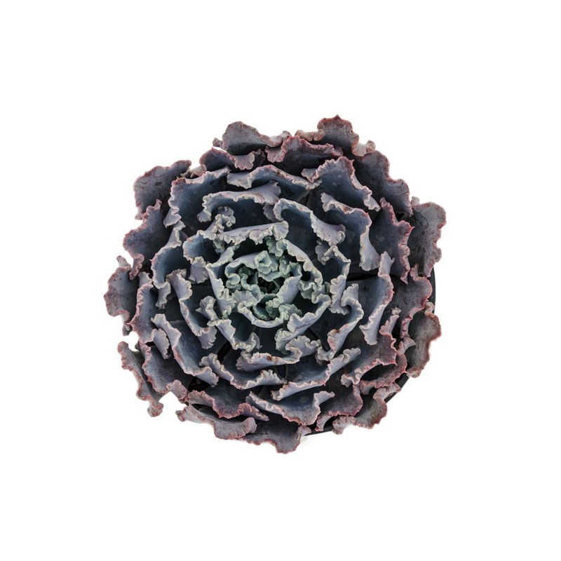 Echeveria shaviana Truffles – 3.5
