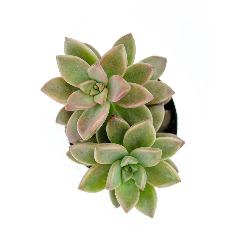 Graptosedum ‘Alpenglow’ / ‘Vera Higgins’ – 2.5