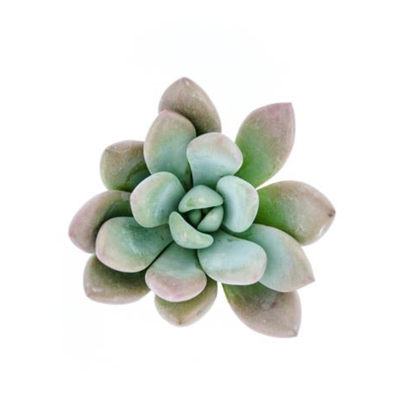 Graptoveria Opalina – 3.5