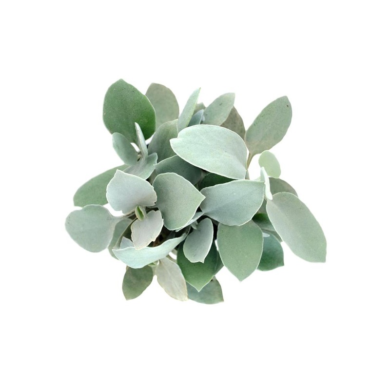 Kalanchoe hildebrandtii – 3.5