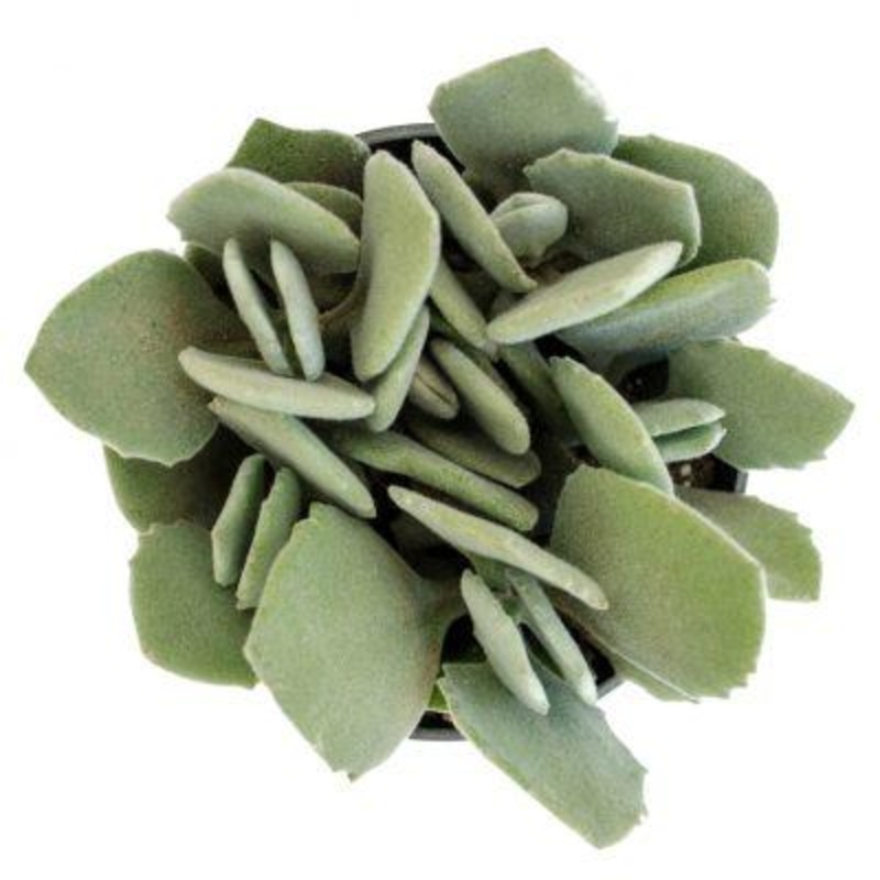 Kalanchoe millotii – 3.5