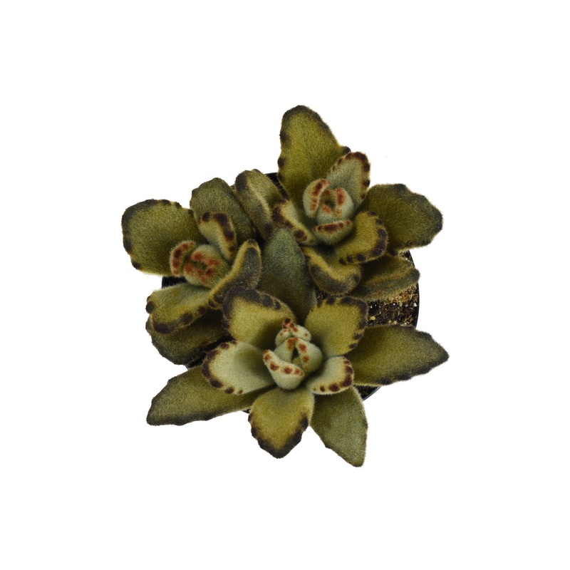 Kalanchoe tomentosa Teddy Bear – 2.5