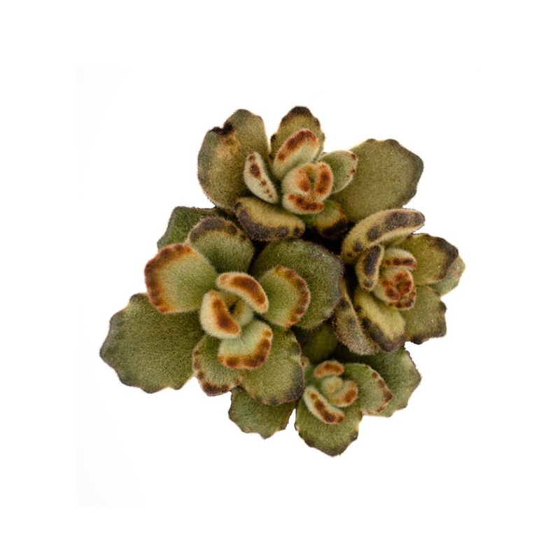 Kalanchoe tomentosa Teddy Bear – 3.5