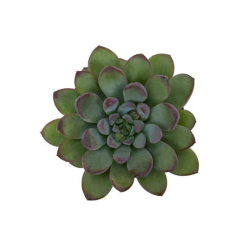 Pachyveria ‘Claire’ – 3.5