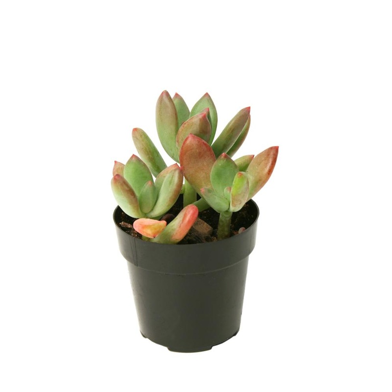 Pachyveria ‘Royal Flush’ – 3.5