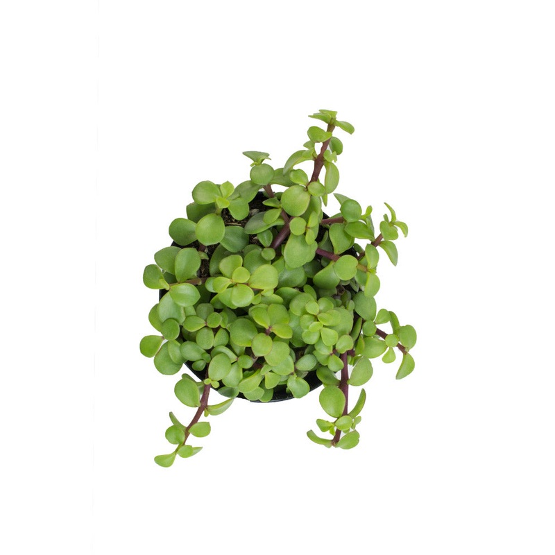 Portulacaria afra ‘Prostrata’ Trailing Elephant Bush – 3.5
