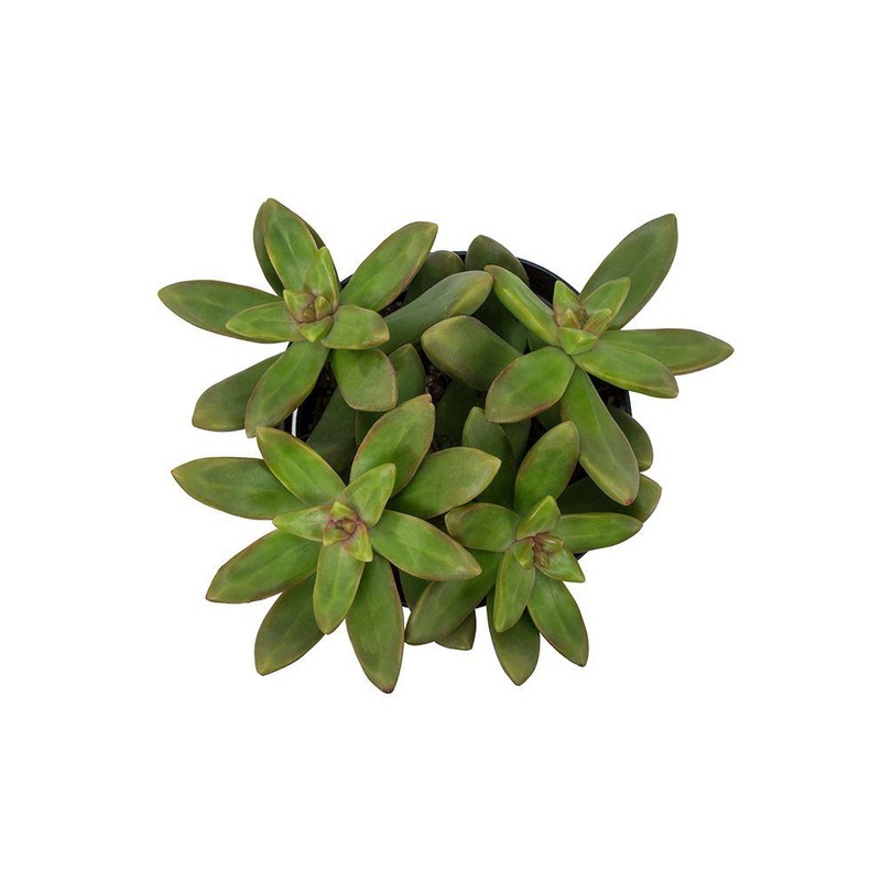 Sedum adolphi Lime Gold – 2.5