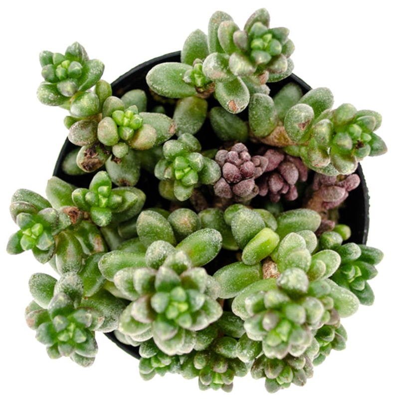 Sedum furfuraceum – 3.5