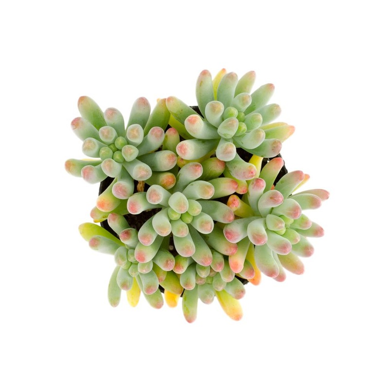 Sedum pachyphyllum – 2.5
