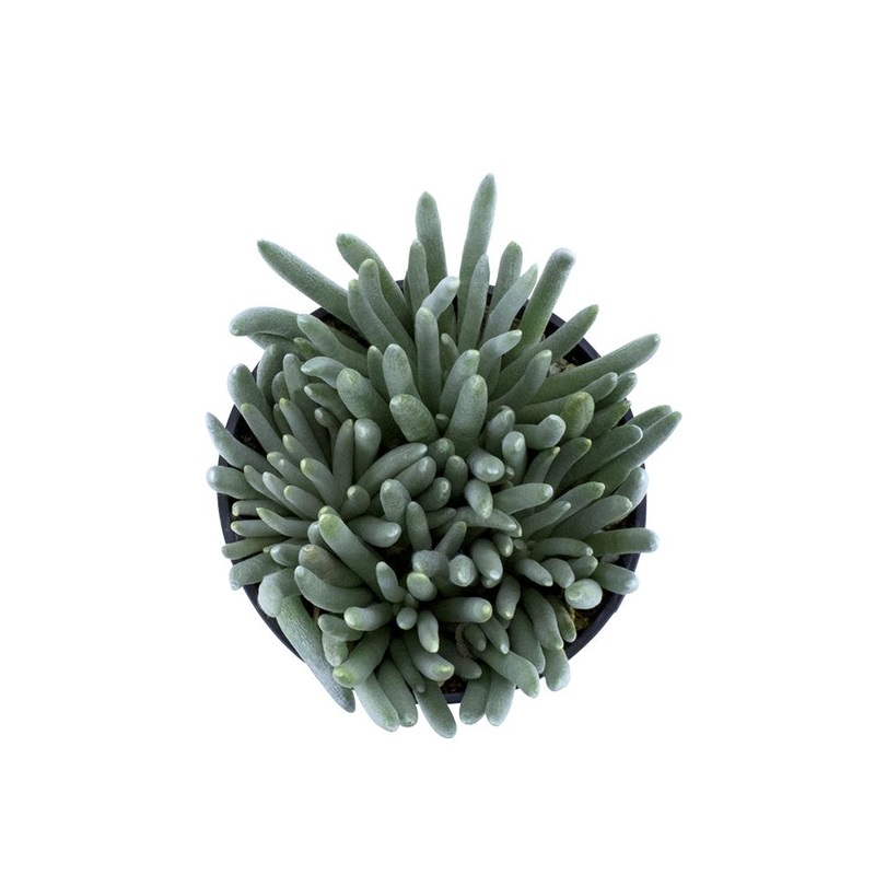 Senecio scaposus – 3.5