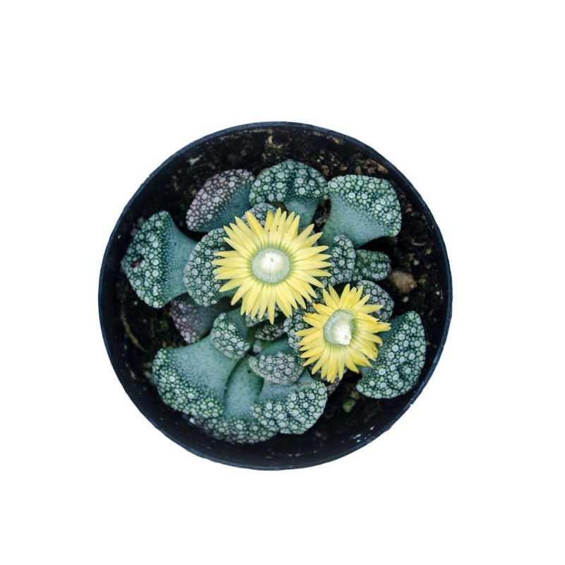 Titanopsis calcareum – 2.5