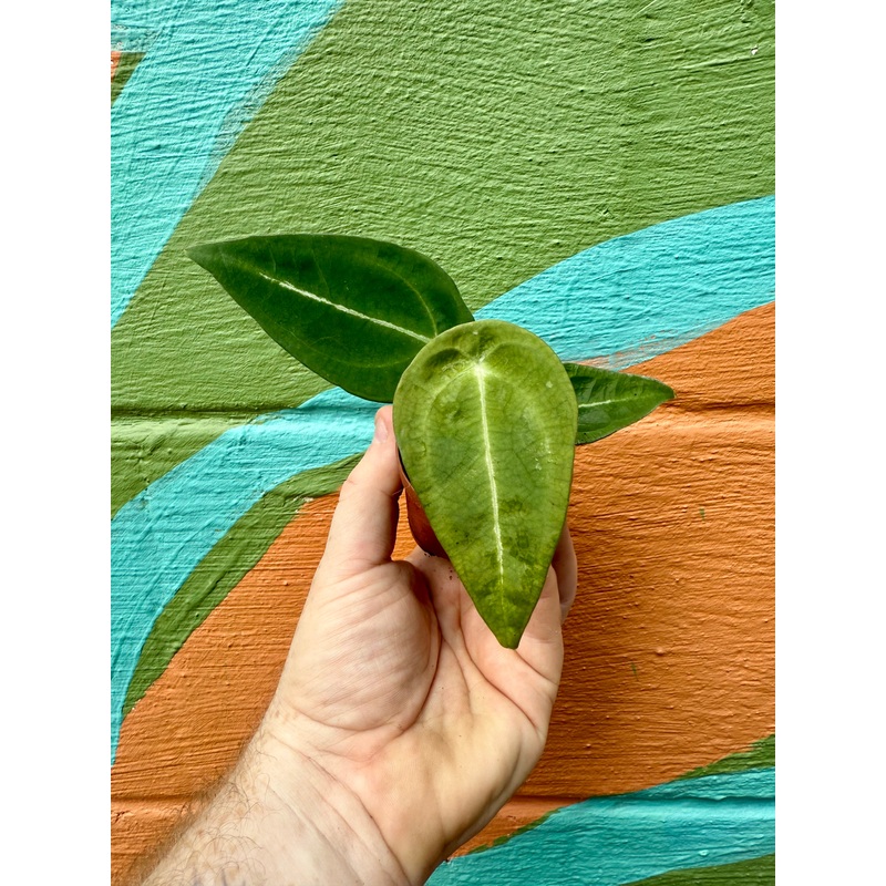 2 Anthurium forgetii
