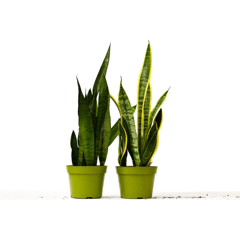 2 Snake plants|6″ Pot