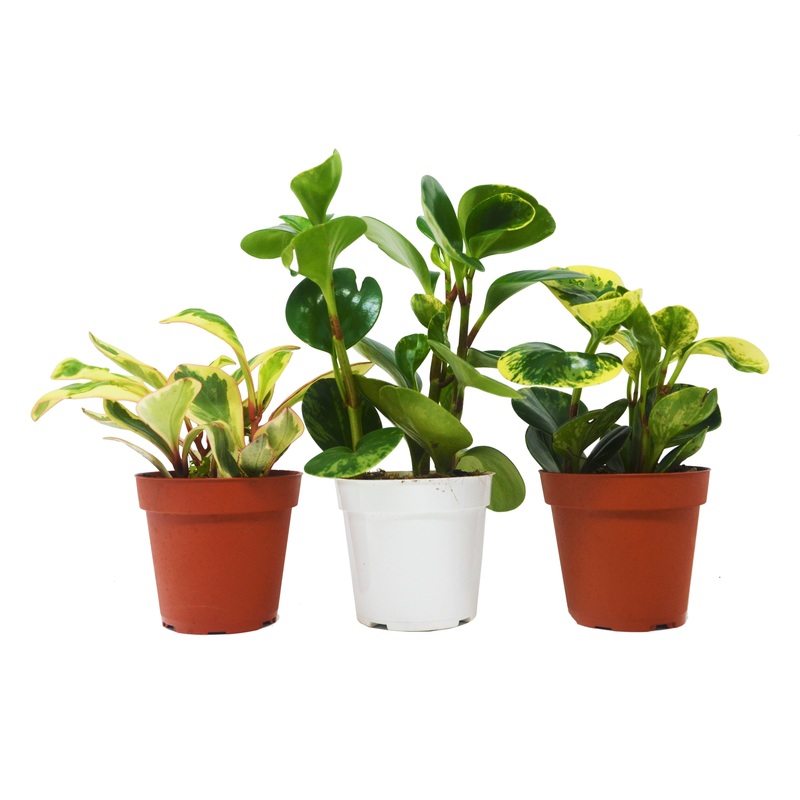 3 Different Peperomia Plants|4″ Pot