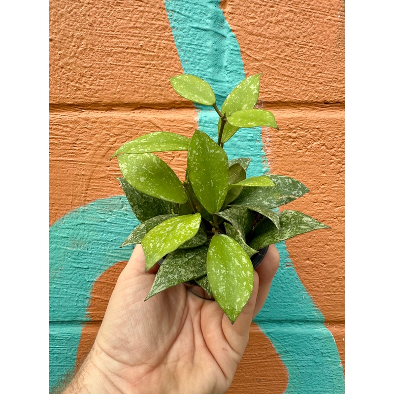 3 Hoya nabawanensis ‘Splash’