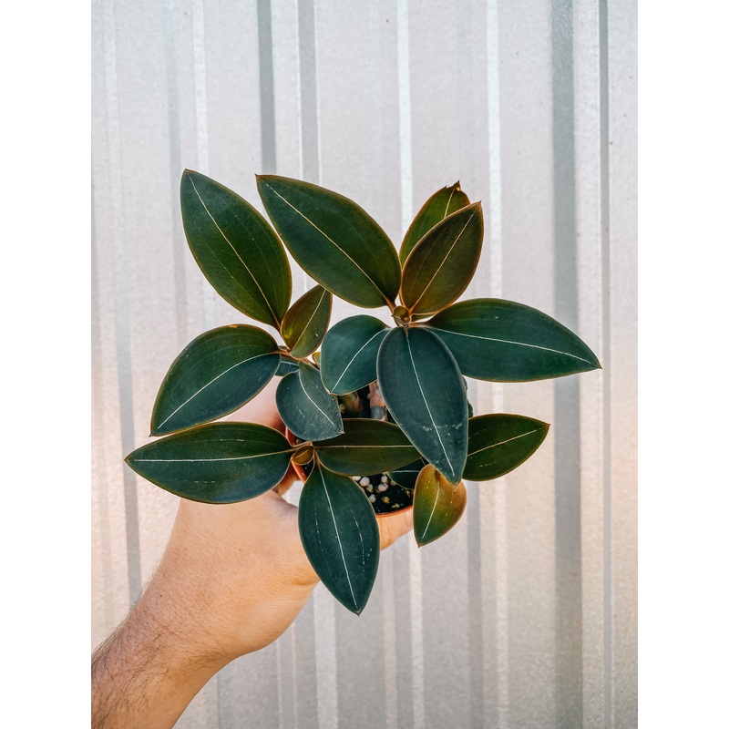 3 Jewel Orchid ‘Ludisia Discolor var. Nigricans’