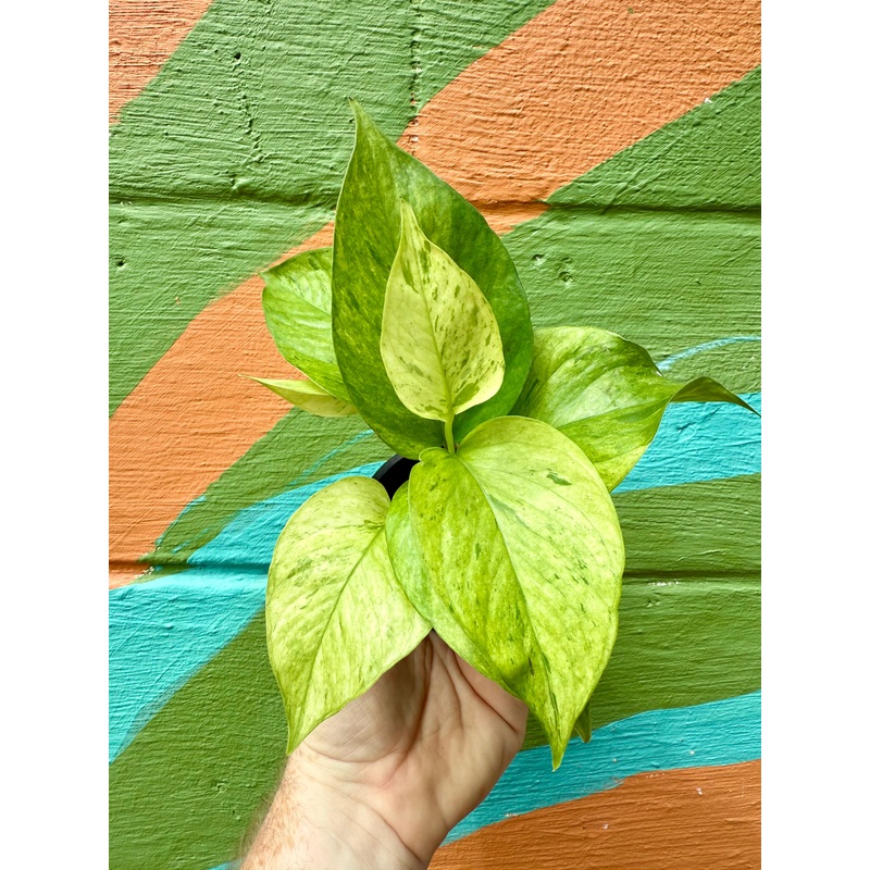 3 Pothos Jessenia