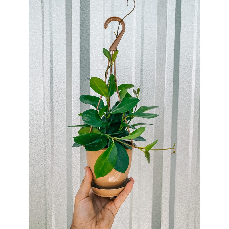 4.5 Hoya ‘Australis’ (Hanging Basket)