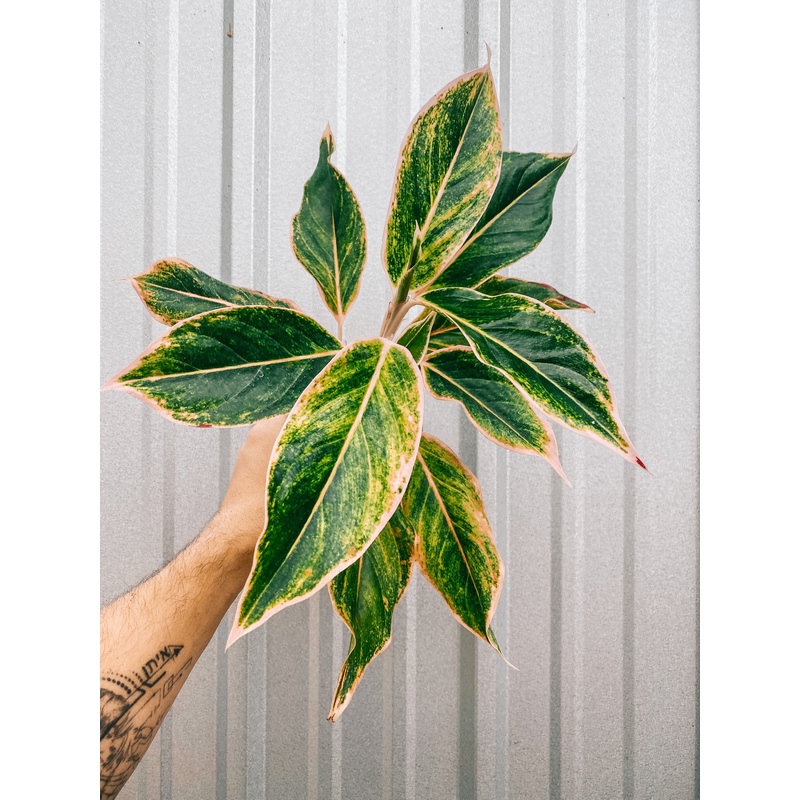 4 Aglaonema ‘Siam Pink’