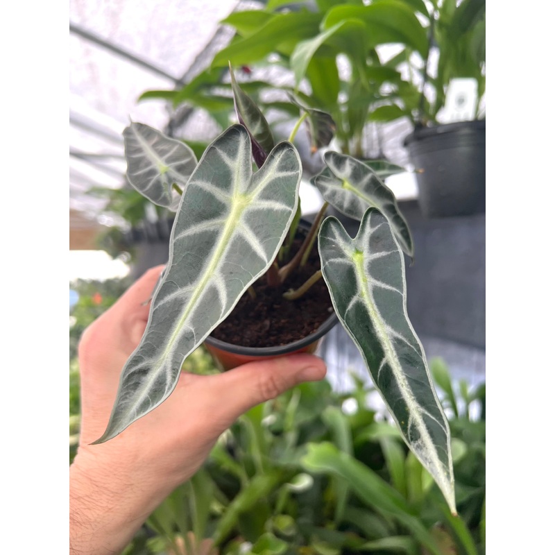 4 Alocasia ‘Bambino’