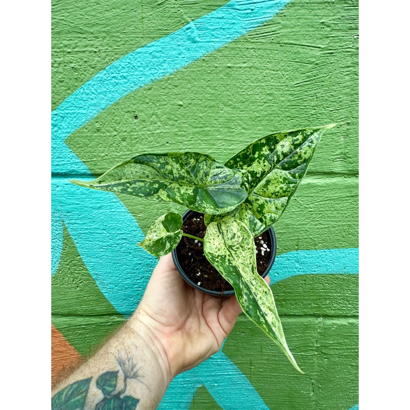 4 Alocasia ‘Dragon Scale’ variegated (Mint)