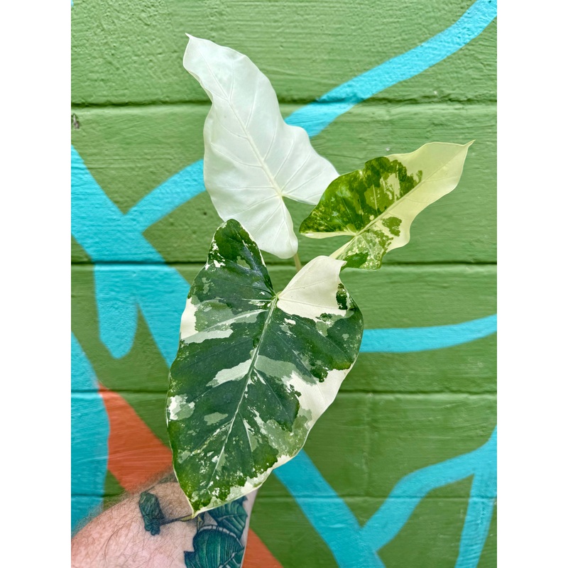 4 Alocasia macrorrhiza variegated