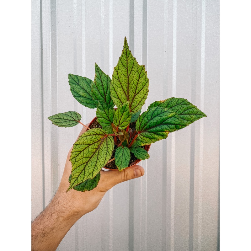 4 Begonia ‘Abdullahpieei’